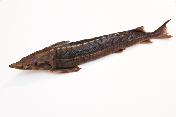 Стерлядь горячего копчения потрошеная с головой, 1,1 кг