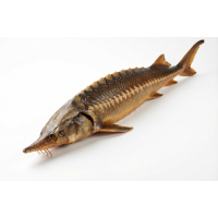 Стерлядь горячего копчения потрошеная с головой, 2 кг Стерлядь горячего копчения потрошеная с головой, 2 кг