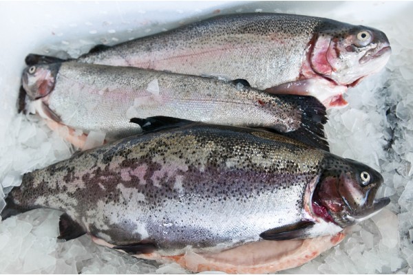 Форель ладожская охлажденная потрошеная с головой, 2,1 кг