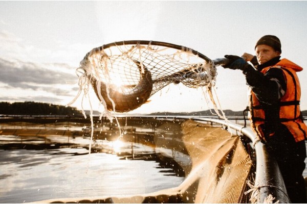 Форель ладожская охлажденная потрошеная с головой, 2,1 кг