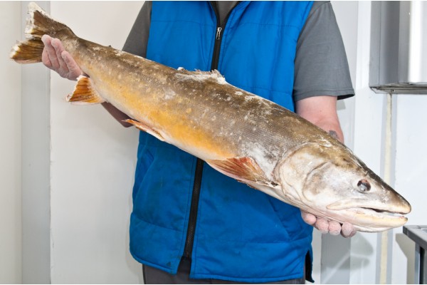 Голец боганидский свежемороженный неразделанный, 5 кг