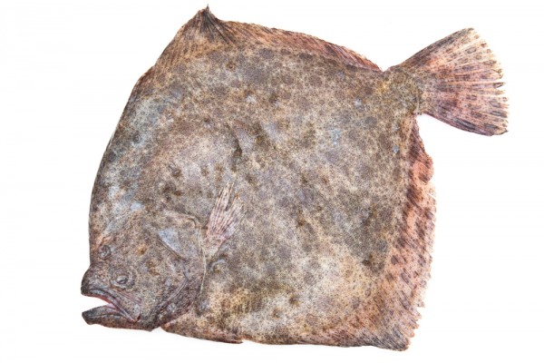 Калкан черноморский свежемороженый, 2,4 кг