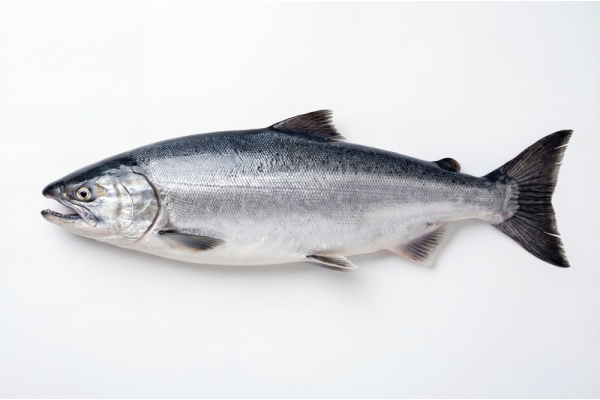 Кета свежемороженая потрошеная с головой морской заморозки, 2 кг