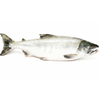 Кета свежемороженая потрошеная с головой морской заморозки, 2 кг Кета свежемороженая потрошеная с головой морской заморозки, 2 кг