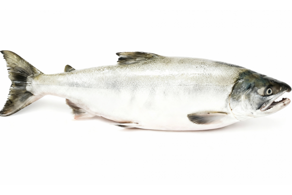 Кета свежемороженая потрошеная с головой морской заморозки, 2 кг