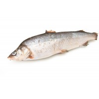Муксун якутский свежемороженый потрошеный с головой, 1,25 кг Муксун якутский свежемороженый потрошеный с головой, 1,25 кг
