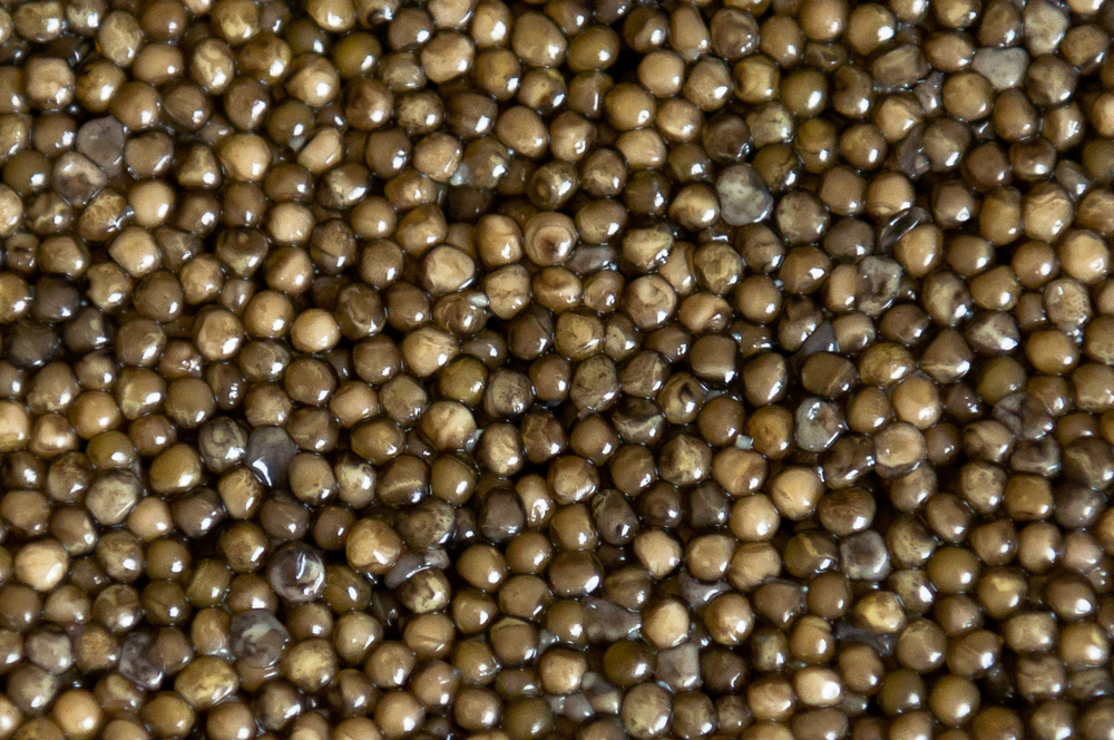 Чёрная икра: осетровая и стерляжья, зернистая и паюсная