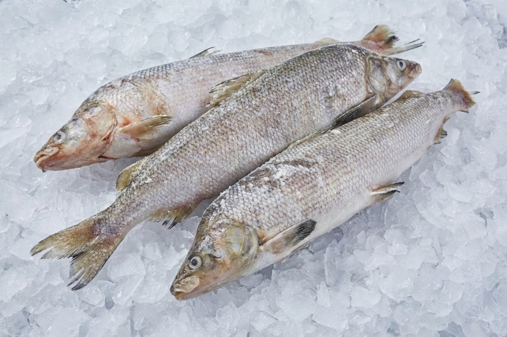 Якутская рыба рода сигов во всём разнообразии и великолепии