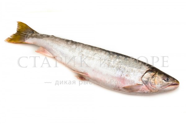 Кунджа свежемороженая неразделанная, 1,2 кг