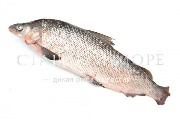 Муксун якутский свежемороженый неразделанный крупный, 1,9 кг